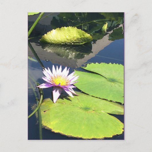 Paars en geel Briefkaart (Voorkant)