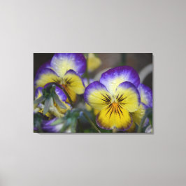 Paars en geel kwartdedoek canvas afdruk