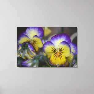 Paars en geel kwartdedoek canvas afdruk