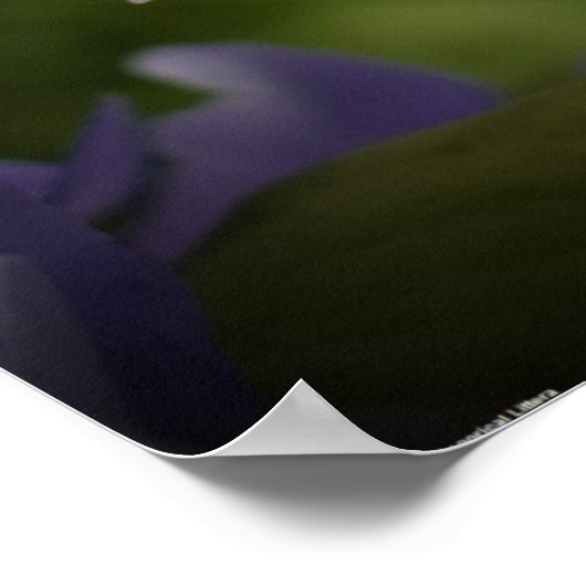 Paars en groen, poster (Hoek)