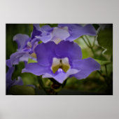 Paars en groen, poster (Voorkant)