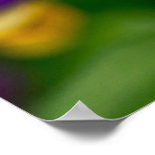 Paars en Oranje Sorbet Pansy Poster (Hoek)