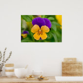 Paars en Oranje Sorbet Pansy Poster (Keuken)
