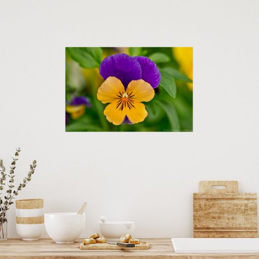 Paars en Oranje Sorbet Pansy Poster (Keuken)
