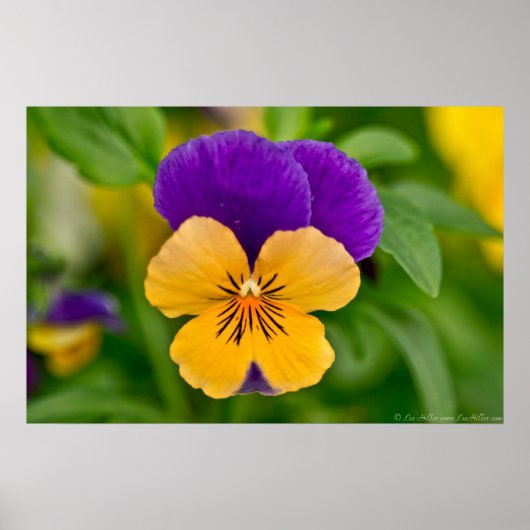 Paars en Oranje Sorbet Pansy Poster (Voorkant)