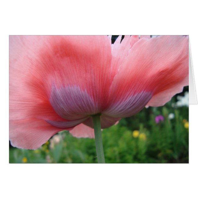 Paars en roze (Voorkant Horizontaal)