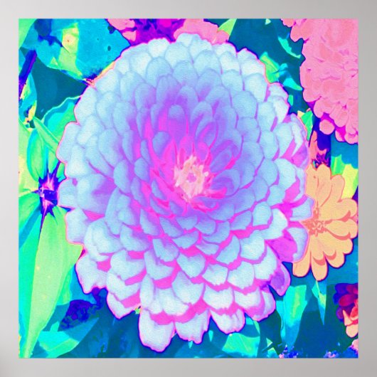  Paars en Roze Zinnia in de zomertuin Poster (Voorkant)