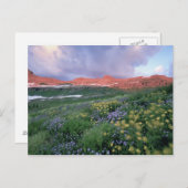 Paars Fleabane (erigeron peregrinus) en geel Briefkaart (Voorkant / Achterkant)