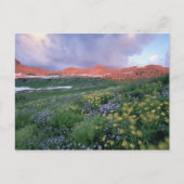 Paars Fleabane (erigeron peregrinus) en geel Briefkaart (Voorkant)