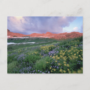 Paars Fleabane (erigeron peregrinus) en geel Briefkaart