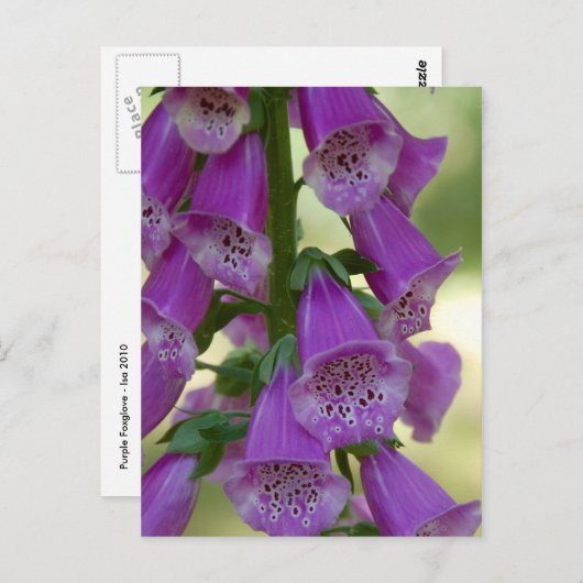 Paars Foxglove Briefkaart (Voorkant / Achterkant)