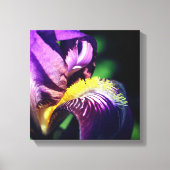 Paars gekruiste Iris Flower Petal Canvas Afdruk (Voorkant)