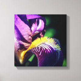 Paars gekruiste Iris Flower Petal Canvas Afdruk