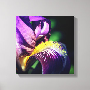 Paars gekruiste Iris Flower Petal Canvas Afdruk