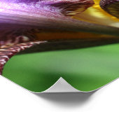 Paars gekruiste Iris Flower Petal Poster (Hoek)