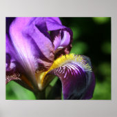 Paars gekruiste Iris Flower Petal Poster (Voorkant)