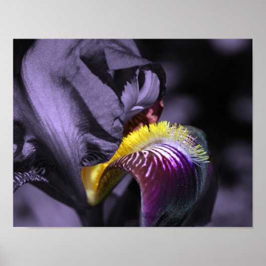 Paars gekruiste Iris Flower Petal Poster (Voorkant)
