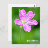 Paars Geranium Briefkaart (Voorkant / Achterkant)