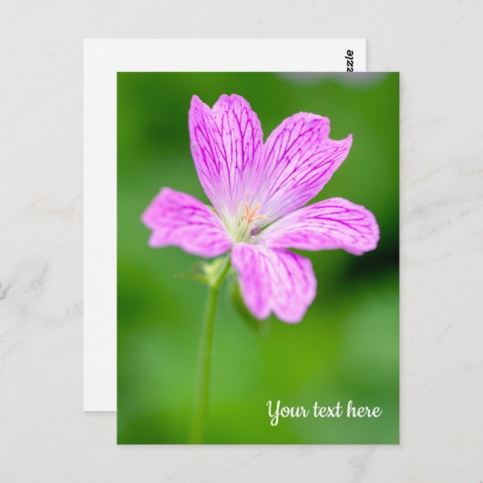 Paars Geranium Briefkaart (Voorkant / Achterkant)