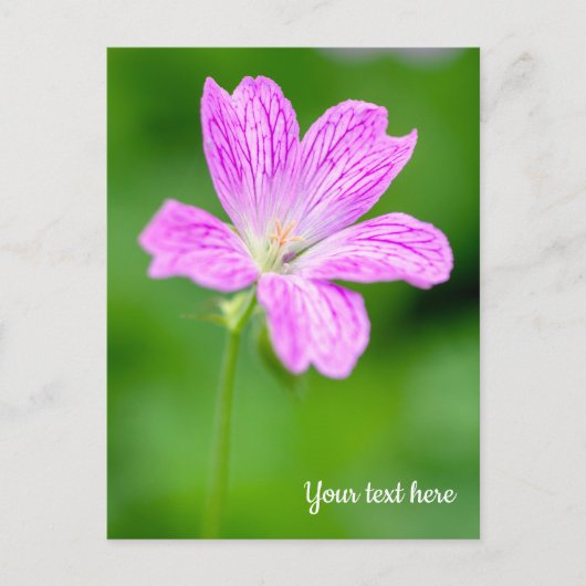 Paars Geranium Briefkaart (Voorkant)