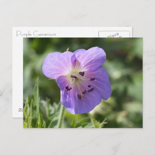 Paars Geranium Briefkaart (Voorkant / Achterkant)