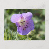 Paars Geranium Briefkaart (Voorkant)