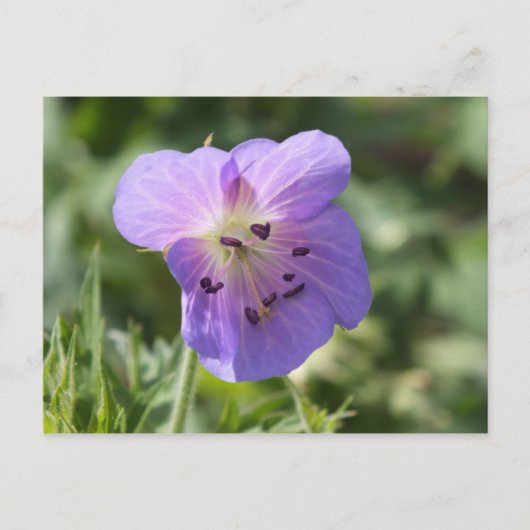 Paars Geranium Briefkaart (Voorkant)