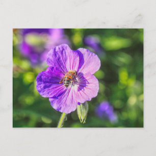 Paars Geranium met honingbijen Briefkaart