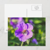 Paars Geranium met honingbijen Briefkaart (Voorkant / Achterkant)
