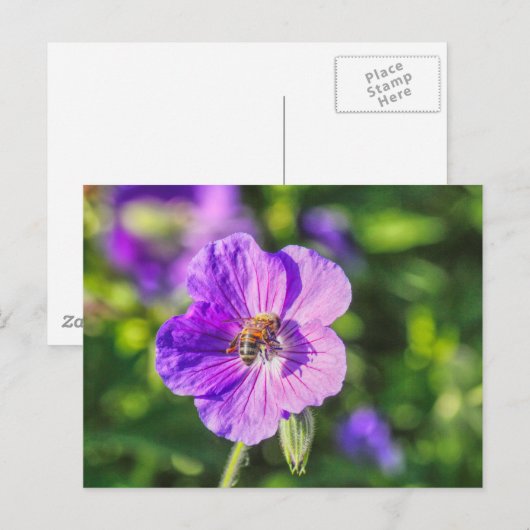Paars Geranium met honingbijen Briefkaart (Voorkant / Achterkant)