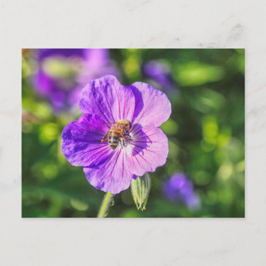 Paars Geranium met honingbijen Briefkaart (Voorkant)