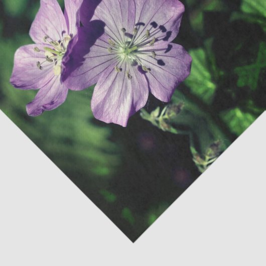 Paars-Geraniumventilator Paar Abstracte ontkoppeli Tissuepapier (Detail)