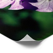 Paars-geraniumventilator sluit dicht Poster (Hoek)