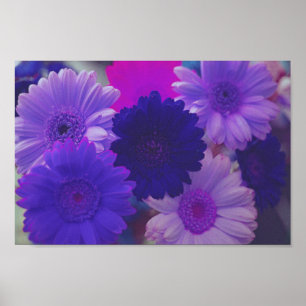 Paars Gerbera Daisy Flowers Wall Art Poster