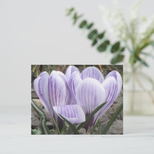 Paars gestreept Briefkaart (Staand voorkant)