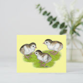 Paars Guinee Keets Briefkaart (Staand voorkant)