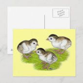 Paars Guinee Keets Briefkaart (Voorkant / Achterkant)