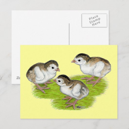 Paars Guinee Keets Briefkaart (Voorkant / Achterkant)