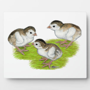 Paars Guinee Keets Fotoplaat