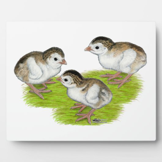 Paars Guinee Keets Fotoplaat (Voorkant)