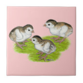 Paars Guinee Keets Tegeltje (Voorkant)