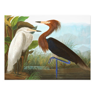 Paars Heron door John James Audubon Foto Afdruk