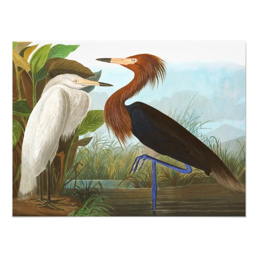Paars Heron door John James Audubon Foto Afdruk (Voorkant)