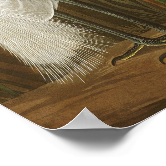 Paars Heron door John James Audubon Poster (Hoek)