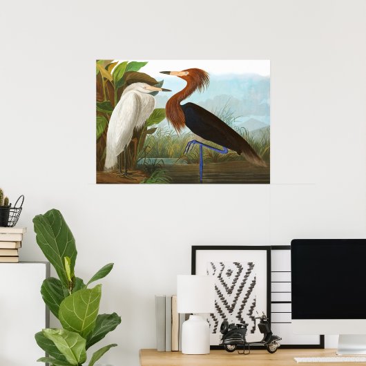 Paars Heron door John James Audubon Poster (Thuiskantoor)