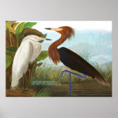 Paars Heron door John James Audubon Poster (Voorkant)