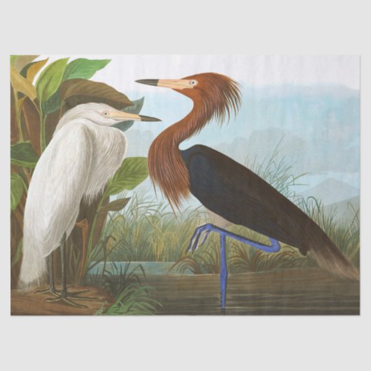 Paars Heron door John James Audubon Tissuepapier (Voorkant)