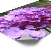 Paars Hydrangea Waarde Poster (Hoek)
