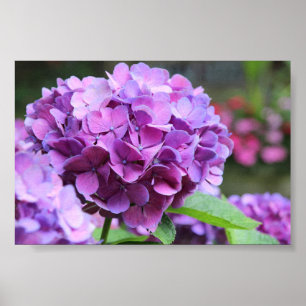 Paars Hydrangea Waarde Poster