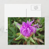 Paars ijsventilator briefkaart (Voorkant / Achterkant)